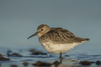 Dunlin (Calidris alpina), Schleswig-Holstein, Germany, Europe