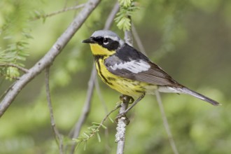 Magnolia Warbler (Setophaga magnolia), Ontario, Canada, North America