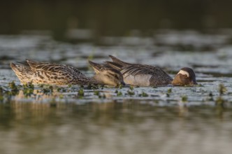 Garganey (Spatula querquedula), Schleswig-Holstein, Germany, Europe