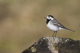 White Wagtail - Bachstelze - Motacilla alba ssp. alba, Germany, Europe