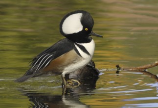 Hooded Merganser (Lophodytes cucullatus) male, British Columbia, Canada, North America