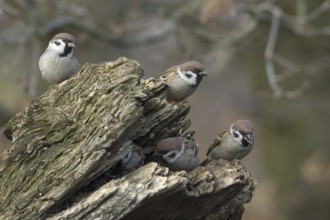 Eurasian Tree Sparrow (Passer montanus), Saxony, Germany, Europe