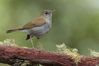 Ruddy-capped nightengale-Thrush (Catharus frantzii) perched on a branch in Panama