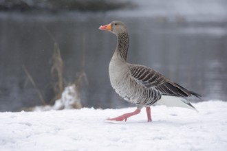 Graugans, lat. Anser anser, läuft am verschneiten Schneeufer