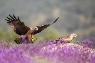 Black Kite (Milvus migrans) landing, Madrid, Spain, Europe