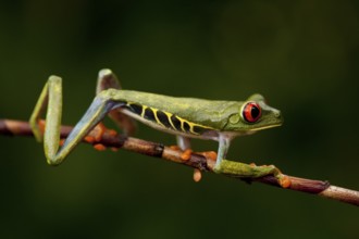 Red-eyed tree frog, Agalychnis callidryas