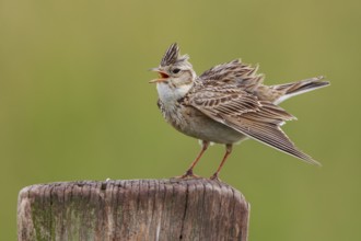 Eurasian Skylark (Alauda arvensis) singing from pale, North Rhine-Westphalia, Germany, Europe