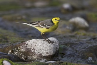 Citrine Wagtail (Motacilla citreola), Lesvos, Greece, Europe