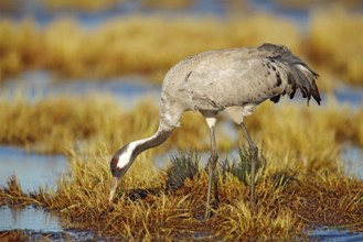 Common Crane, Grus grus, big bird in the nature habitat, Germany. Wildlife scene from Europe. Grey