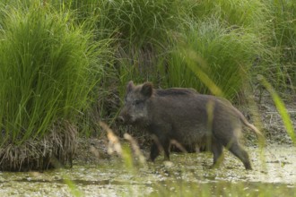 Wild boar (Sus scrofa), water, reeds, Lower Austria