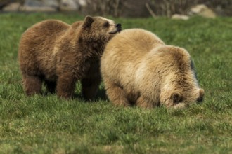 Two bears in a meadow, one is curious and sniffs the other, brown bear (Ursus (arctos), Germany,