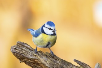 Blue Tit (Parus Caeruleus) Germany