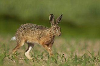 European brown hare (Lepus europaeus) adult animal running in a farmland maize field in summer,