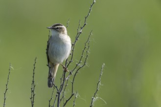 Reed Warbler (Acrocephalus schoenobaerus), Lower Saxony, Germany, Europe