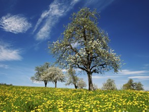 Field of flowering dandelions and pear trees (Pyrus communis), Beinwil, Freiamt, Canton Aargau,