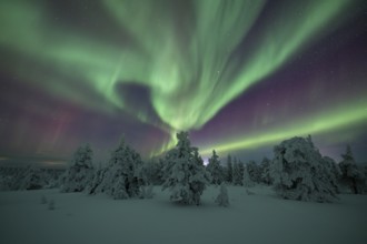 Northern lights over winter landscape, snow-covered trees, Riisitunturi National Park, Posio,