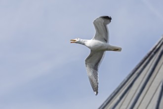 Seagull in flight, Stratford-upon-Avon, Warwickshire, England, Great Britain