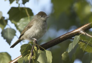 Eurasian Blackcap (Sylvia atricapilla) female, Mecklenburg-Western Pomerania, Germany, Europe