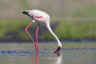 Lesser Flamingo (Phoeniconaias minor), Lake Natron, Tanzania, Africa