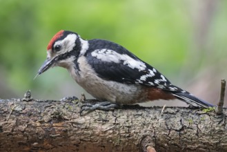 Great Spotted Woodpecker (Dendrocopos major) juvenile, Lower Saxony, Germany, Europe