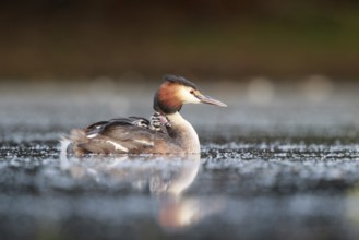 Great Crested Grebe (Podiceps cristatus) with chick, North Rhine-Westphalia, Germany, Europe