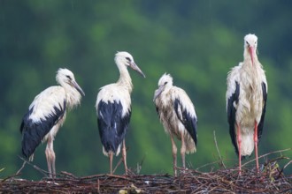 White Stork (Ciconia ciconia) with juveniles in nest after a heavy rain shower, North