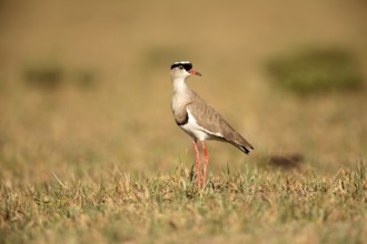 Crowned Lapwing (Vanellus coronatus), Lake Langano, Ethiopia, Africa