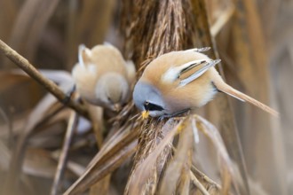 Bearded Reedling (Panurus biarmicus) pair perched on reeds, Baden-Wuerttemberg, Germany, Europe