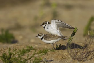 Little Ringed Plover (Charadrius dubius) pair mating, North Rhine-Westphalia, Germany, Europe