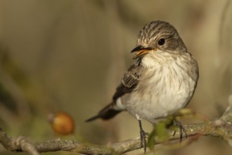 Spotted Flycatcher (Muscicapa striata) perched on a branch, Smaland, Sweden, Europe