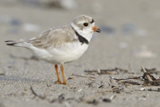 Piping Plover (Charadrius melodus), Newfoundland, Canada, North America