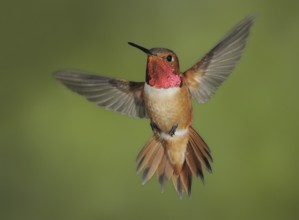 Rufous Hummingbird (Selasphorus rufus) male, British Columbia, Canada, North America
