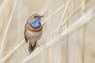 Blaukehlchen, Luscinia svecica Bluethroat, Luscinia svecica