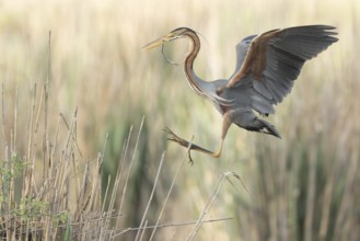 Purple Heron (Ardea purpurea) flying, Baden-Wuerttemberg, Germany, Europe