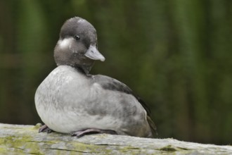 Bufflehead (Bucephala albeola) female, California, USA, North America