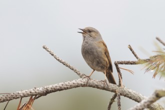 Dunnock (Prunella modularis) male singing, Switzerland, Europe