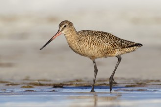Marbled Godwit (Limosa fedoa), Florida, USA, North America