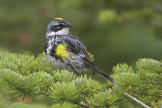 Myrtle Warbler (Setophaga coronata coronata), Newfoundland, Canada, North America