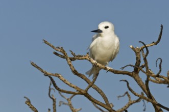 White Tern (Gygis alba), Hawaii, USA, North America