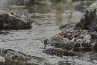 Wood Sandpiper (Tringa glareola), Dalarna, Sweden, Europe