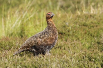 Red Grouse (Lagopus lagopus scotica), Scottish Highlands, United Kingdom, Europe