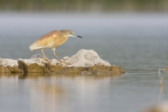 Squacco Heron (Ardeola ralloides), Croatia, Europe