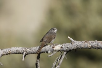 Slate-colored Fox Sparrow (Passerella schistacea canescens) male, California, USA, North America