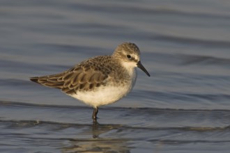 Little Stint (Calidris minuta), Oman, Asia