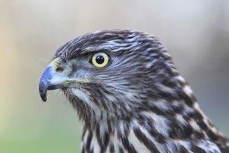 Northern Goshawk (Accipiter gentilis) juvenile female, Baden-Wuerttemberg, Germany, Europe