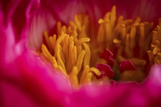 Stamens, petals, pink peony (Paeonia)