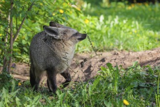 A Bat-eared fox (Otocyon megalotis) stands next to a sandy place in a green meadow on a sunny day