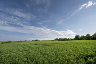 Young winter wheat field (Triticum aestivum), Beerbach, Middle Franconia, Bavaria, Germany, Europe