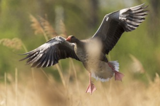 Goose in flight amidst reeds, lively spring atmosphere, greylag goose (Anser anser), wildlife,