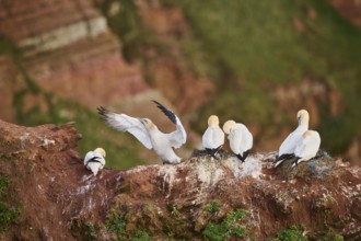 Northern gannet (Morus bassanus) standing on the cliff shaking its wings, wildlife, Helgoland,